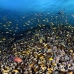 anthias_lr_mb_h_0549_png3096.jpg